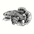 The Siamese fighting fish, Betta splendens, side view.Ink black and white drawing. Royalty Free Stock Photo
